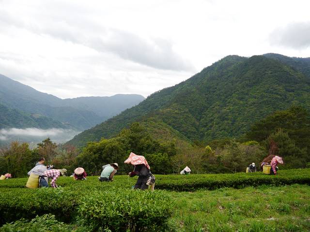 喝了北大茶人和清华女孩做的花草工夫茶，再也不排队买奶茶