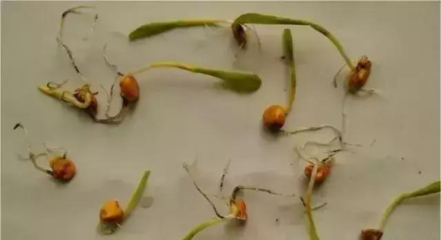 玉米暴雨后管理技术,玉米播种下暴雨不出苗