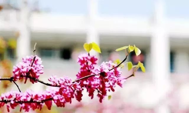 紫荆花路南京,紫荆花路昆明