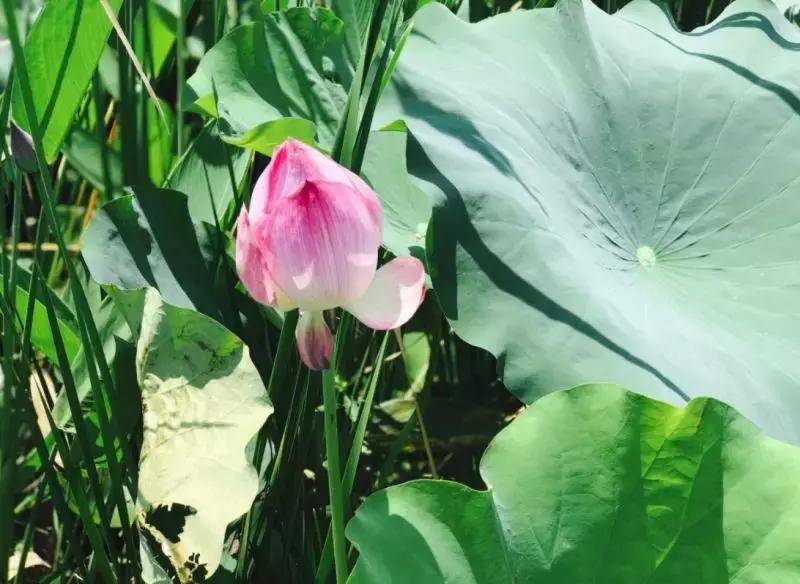 浙江一片夏季花海，带你在炎炎夏日赏花、美拍尽享自然清凉~