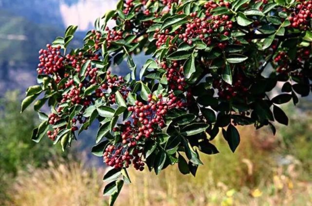 韩城大红袍花椒在全国排名 (正宗韩城大红袍花椒价格)