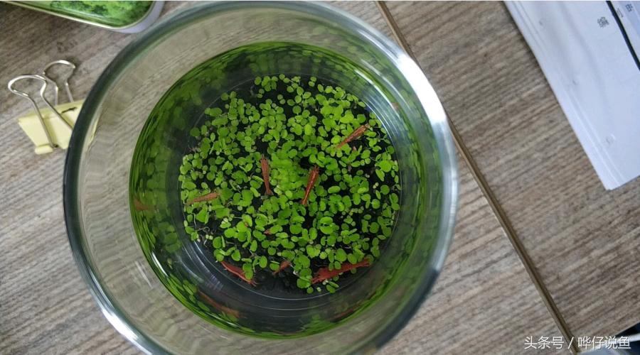 观赏虾观赏鱼,观赏鱼观赏虾