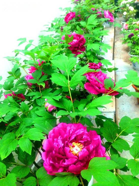 山东17地级市介绍,山东省17个地级市名称列表