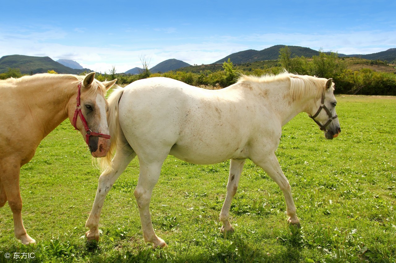 生肖属马的最佳配偶是什么,生肖马最佳婚配对象