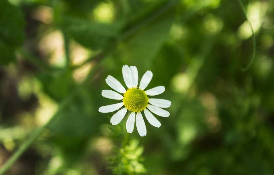 U肤｜最温柔的美肤力量—金黄洋甘菊