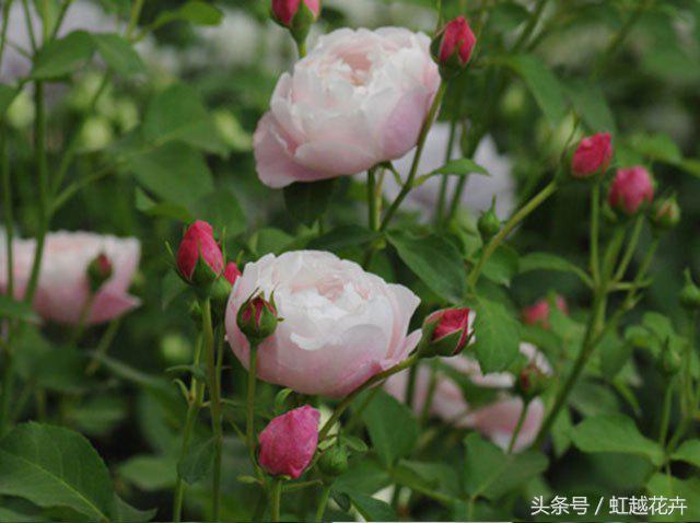 自带女性温柔与婉约的河本月季，让方寸阳台也能美丽非凡