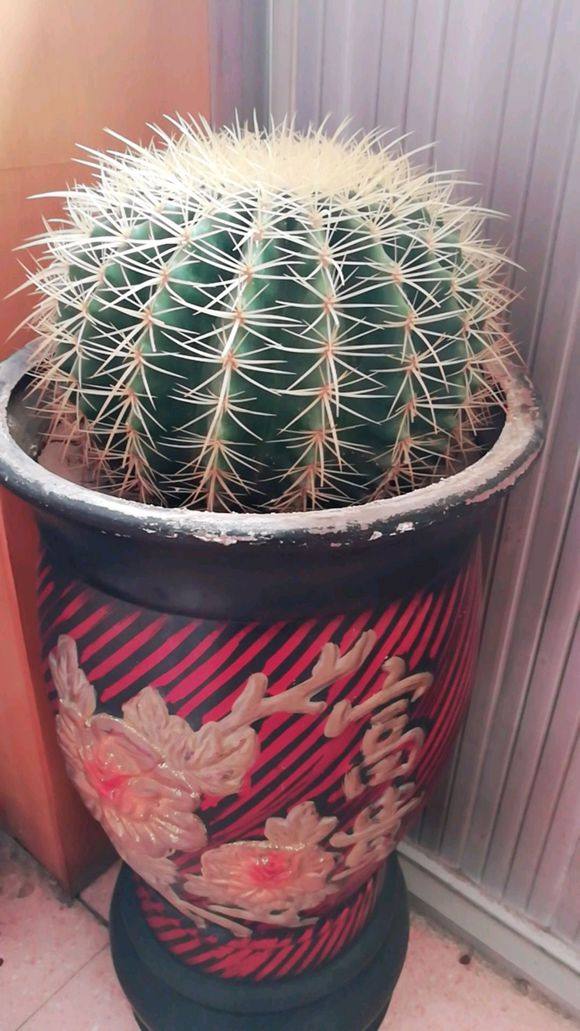 养了十几年的金琥有要的吗,养了二十年的金琥值钱吗