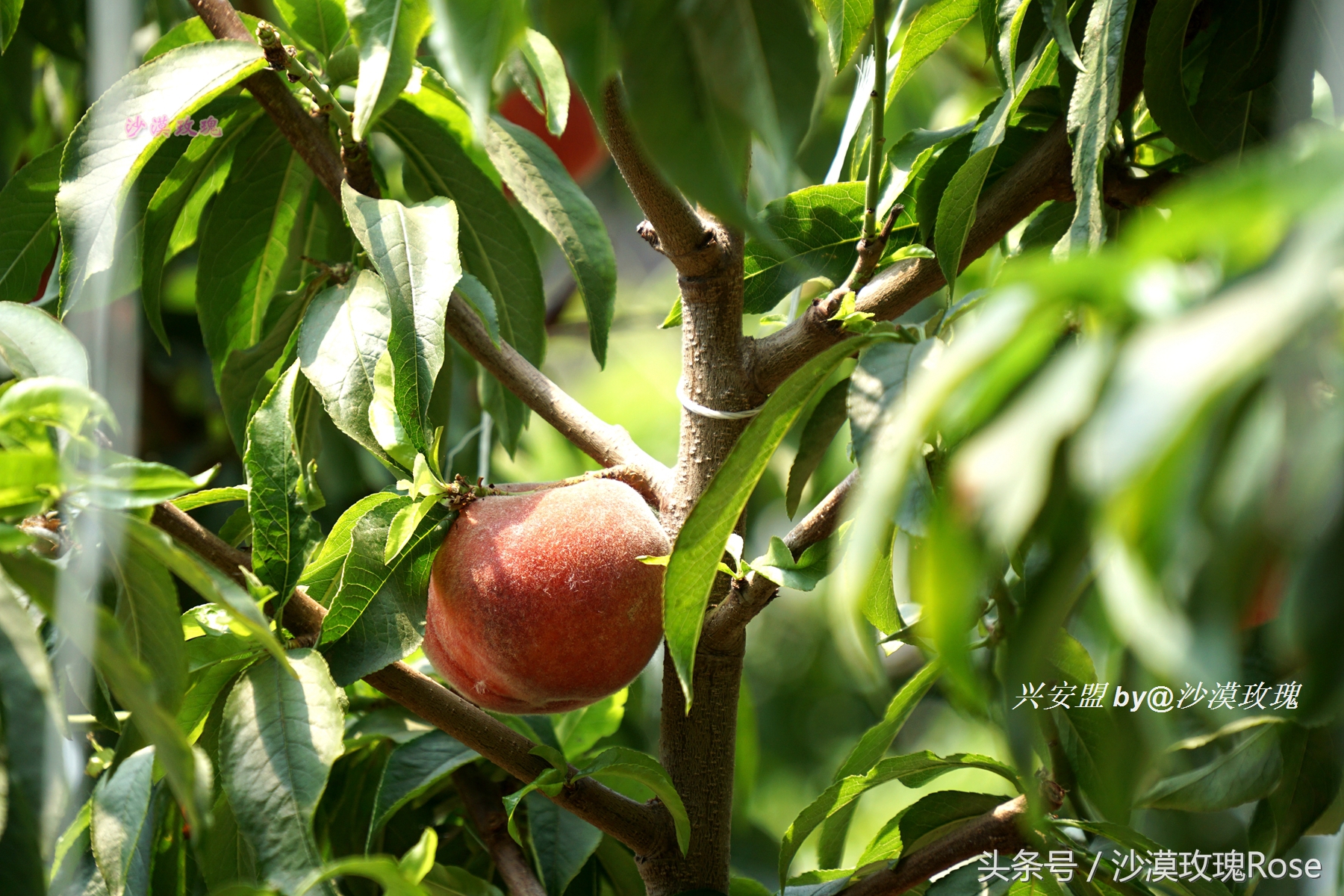 与瑞士齐名的地方,与瑞士媲美的地方