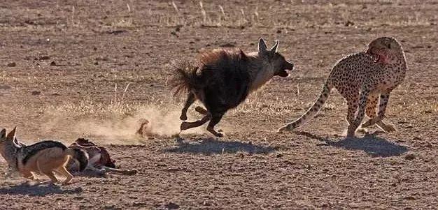 动物世界冷知识,动物世界细节解析