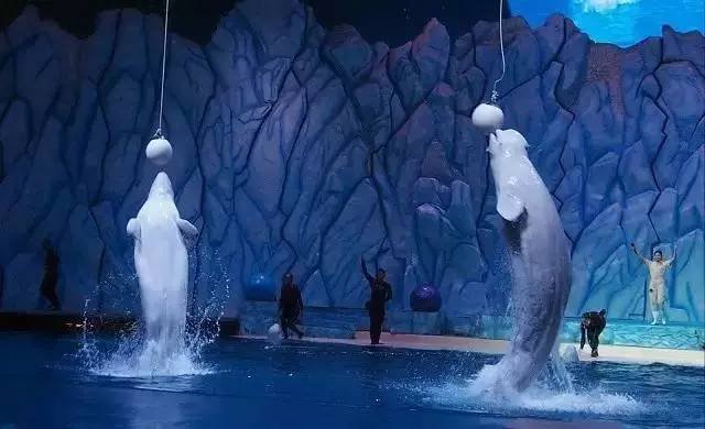 马戏酒店珠海长隆杂技房图片,珠海长隆杂技酒店