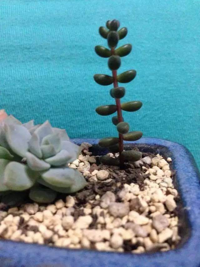 多肉植物叶子发软发蔫是怎么了,多肉叶片老是发软一浇水就徒长