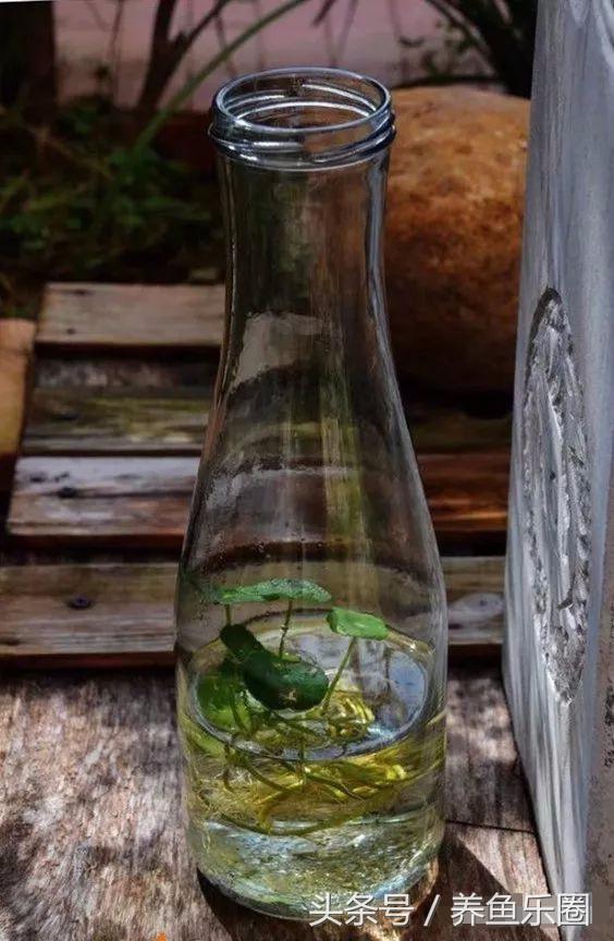 锦鲤鱼缸团灭后重新开缸,锦鲤遭团灭