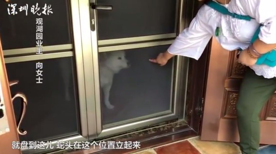 深圳一别墅区惊现蛇出没,南宁一小区捕捉3条蛇