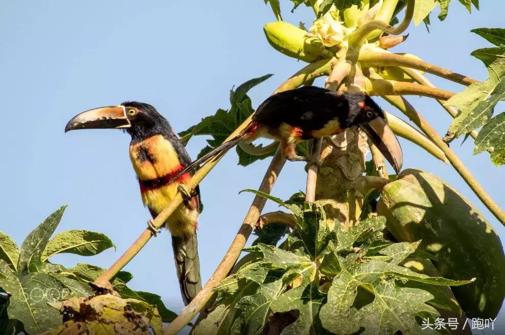 单次世界杯进球最多的国家,世界杯单场进球最多的国家