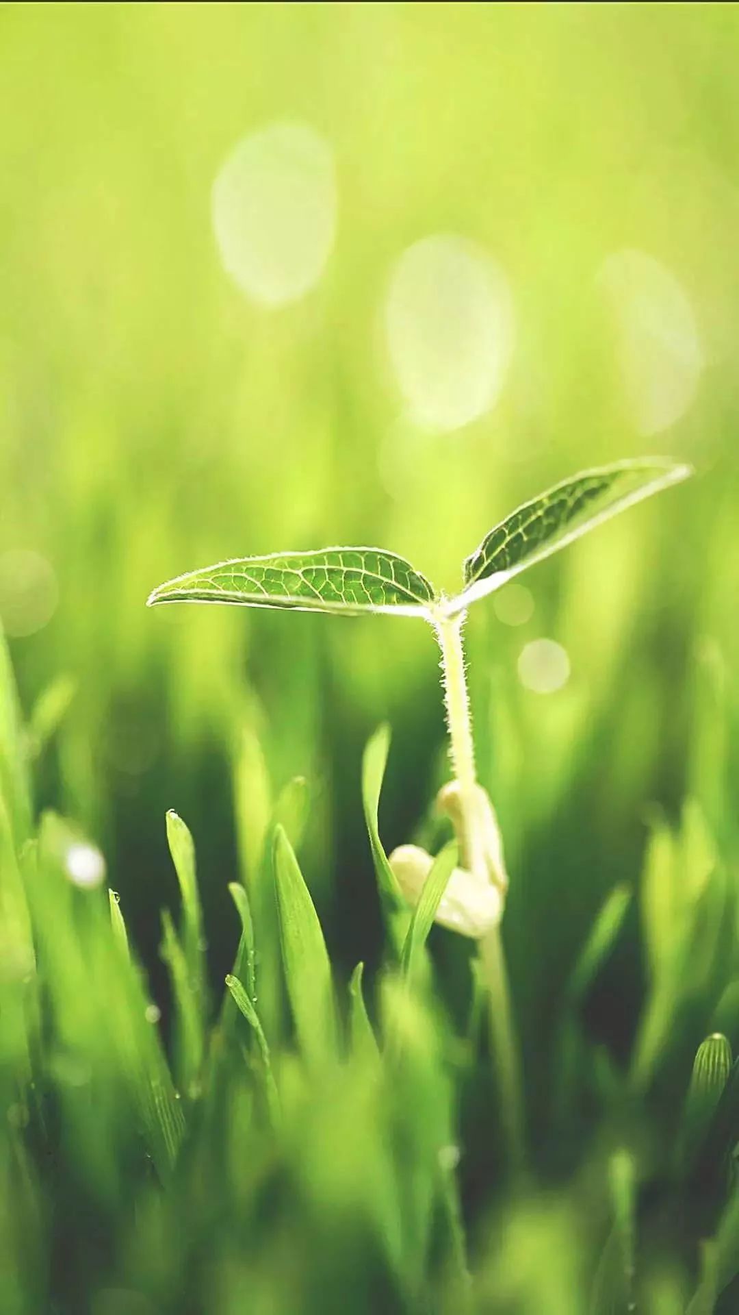 微信聊天护眼背景图高清大图,护眼背景图微信聊天背景