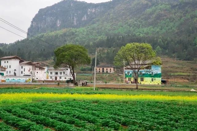 麻雀变凤凰台湾,麻雀变凤凰台湾版