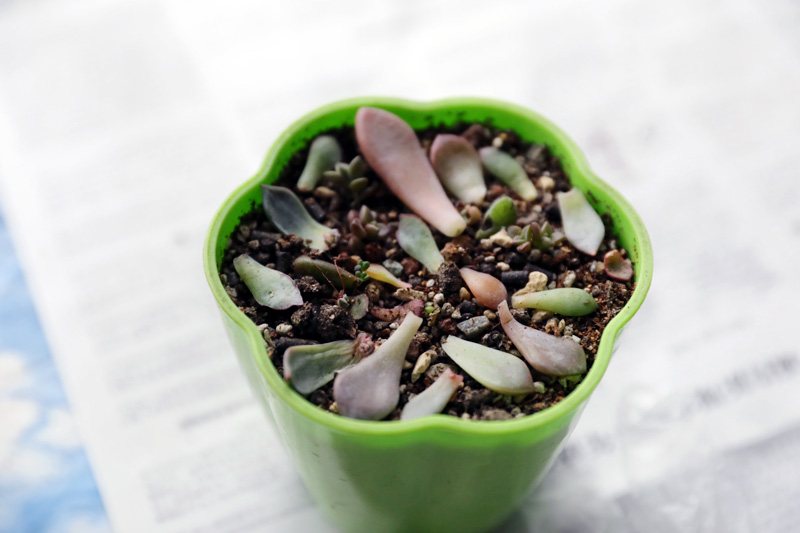 怎样才能把多肉植物养好,多肉植物要怎么种