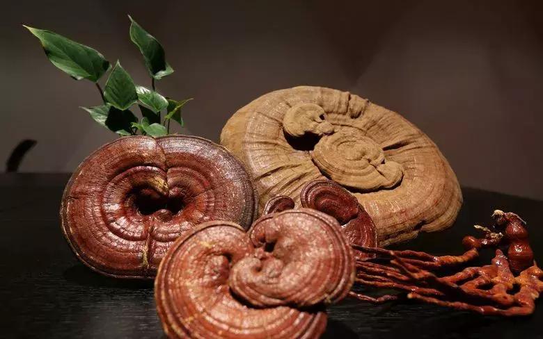 灵芝到底有多强大,灵芝真的有奇效吗