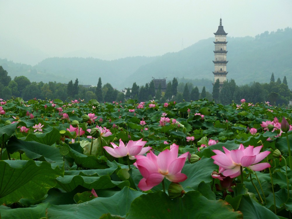 夏日赏月赏夜，不如赏花荷，这里“十里荷花一个村”