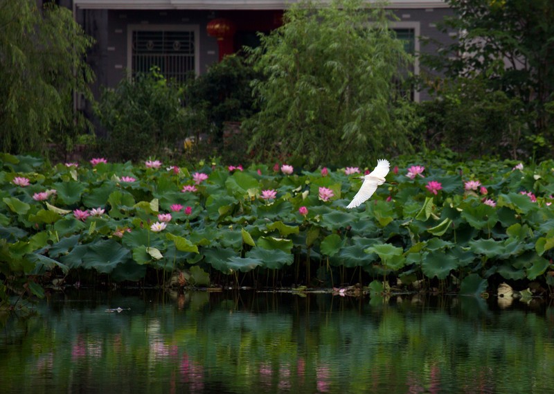 夏日赏月赏夜，不如赏花荷，这里“十里荷花一个村”