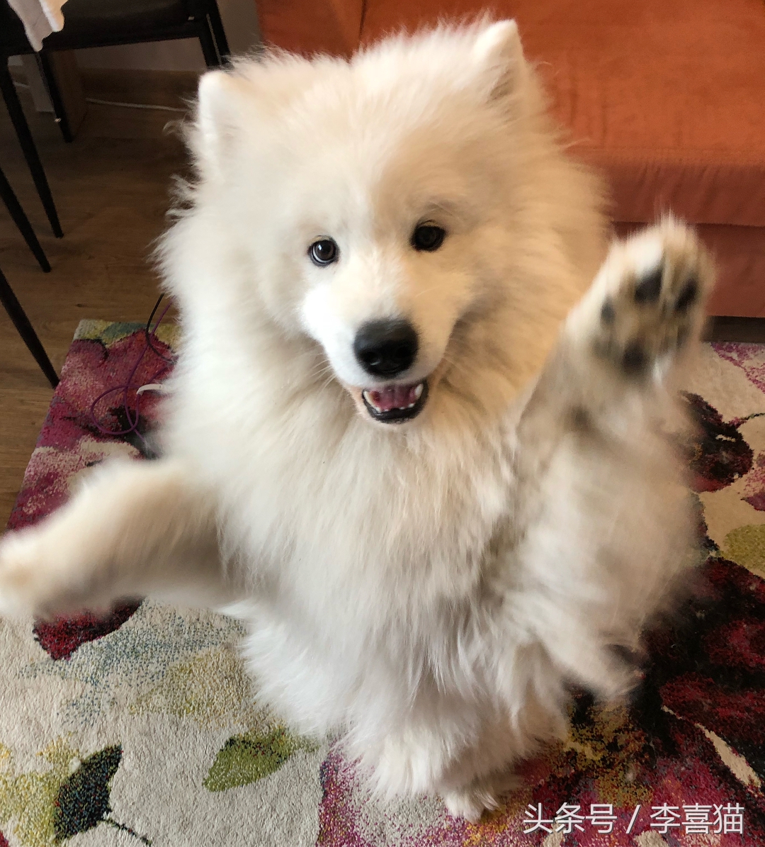 训练狗狗的正确方法和技巧,训练狗狗听话的12条标准赶快收藏