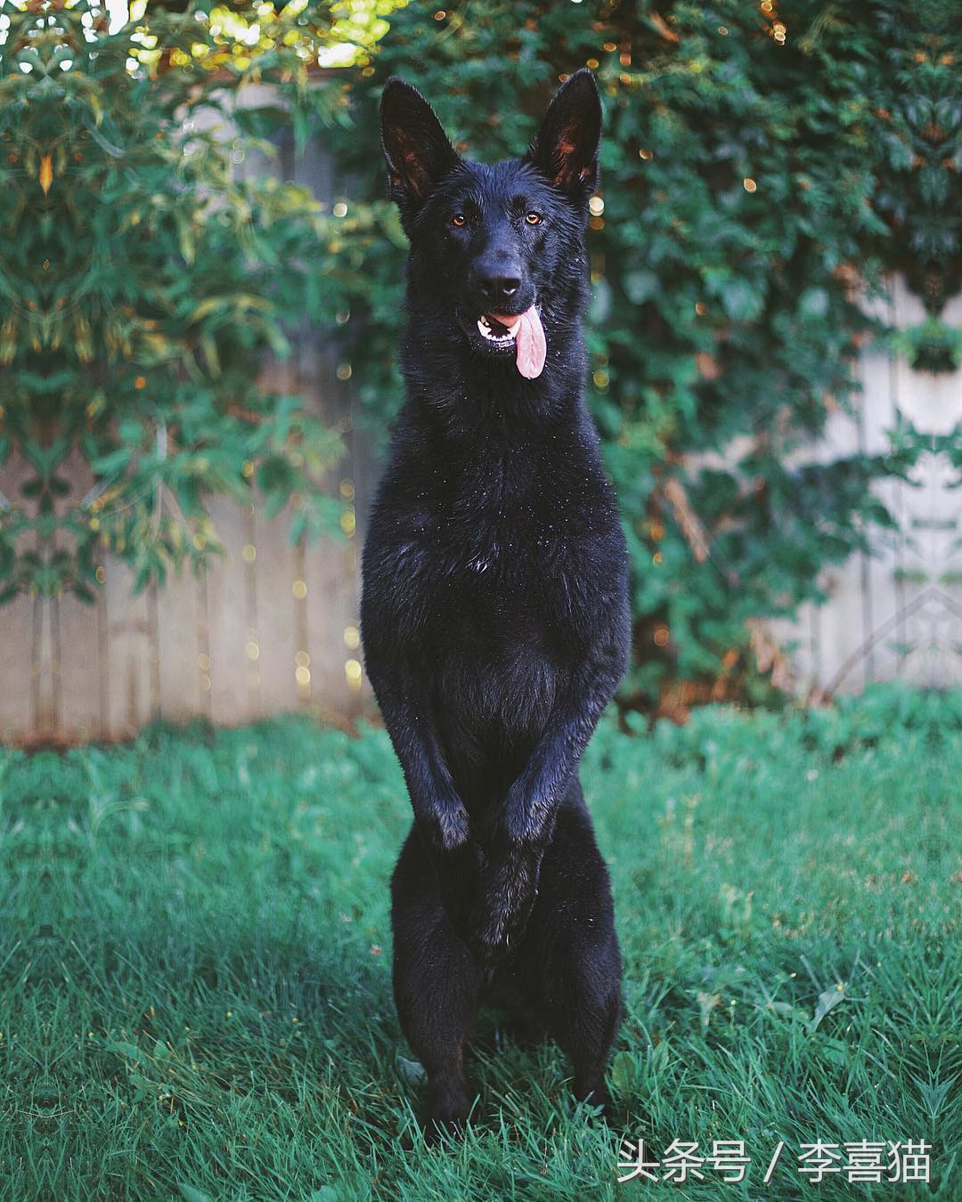 训练狗狗的正确方法和技巧,训练狗狗听话的12条标准赶快收藏