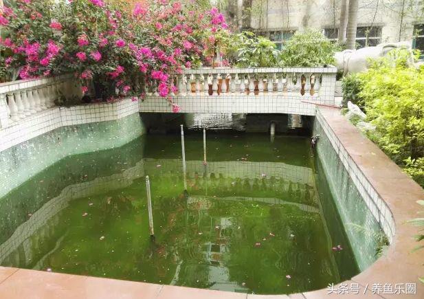 锦鲤池养鱼过滤系统,锦鲤池有了净化池还要增氧