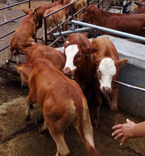 牛瘤胃积食胀气放气的正确部位,牛瘤胃胀气如何治疗