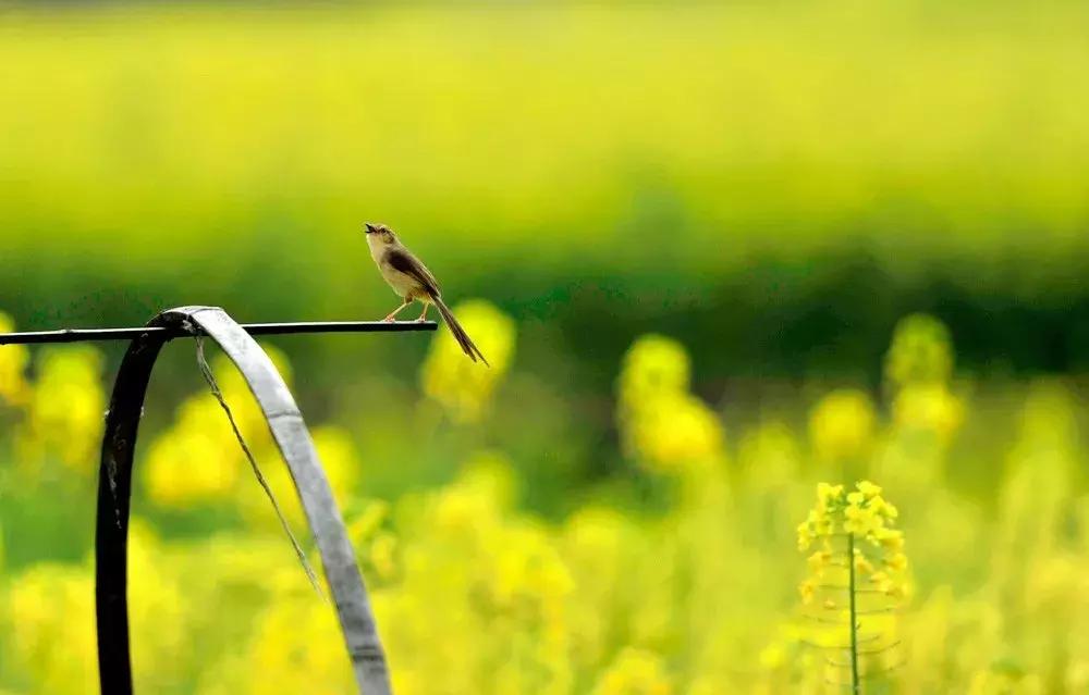 每日一字心得体会,每日一字心字