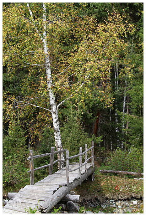 喀纳斯禾木村哪个值得去,喀纳斯禾木村白哈巴村