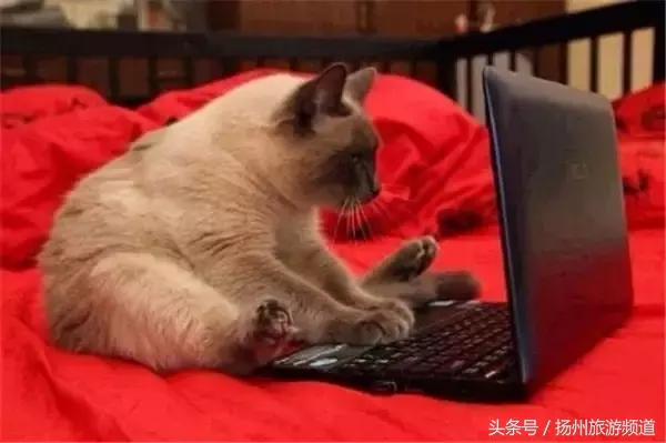 扬州市小升初的流程 (扬州小升初报名时间过了怎么办)