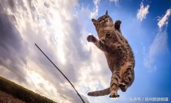 扬州市小升初的流程 (扬州小升初报名时间过了怎么办)