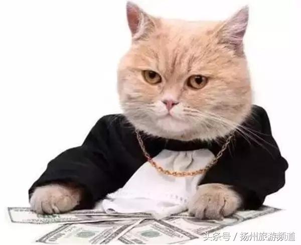 扬州市小升初的流程 (扬州小升初报名时间过了怎么办)