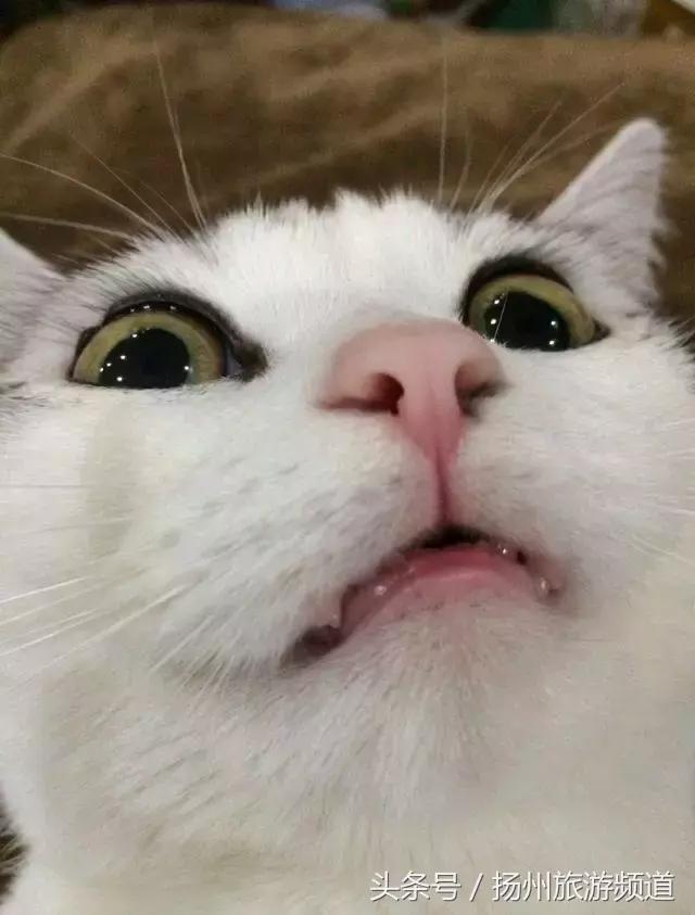 扬州市小升初的流程 (扬州小升初报名时间过了怎么办)