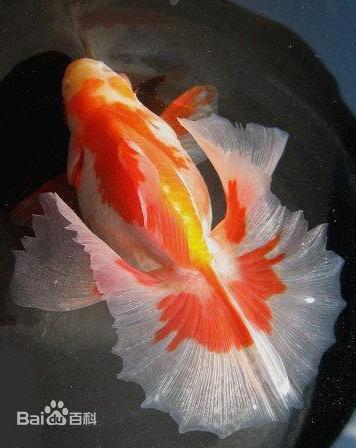 日本顶级金鱼品种,日本宇野兰寿金鱼