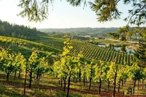 世界著名葡萄酒推荐,世界名牌葡萄酒