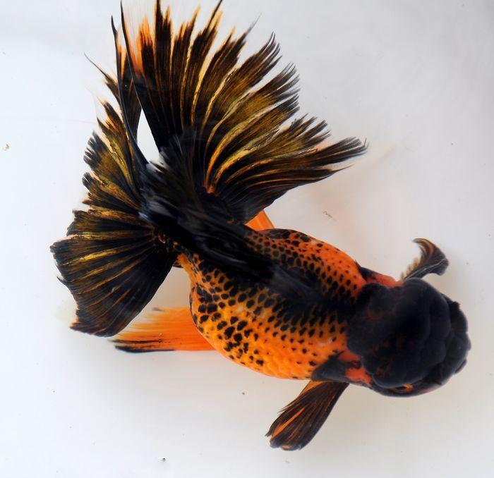 日本顶级金鱼品种,日本宇野兰寿金鱼