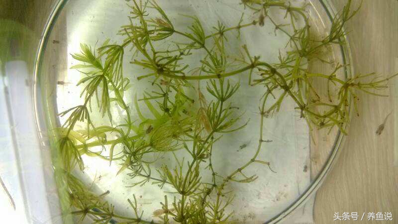 教你如何优雅的繁殖孔雀鱼,怎么繁殖出不一样色品种孔雀鱼