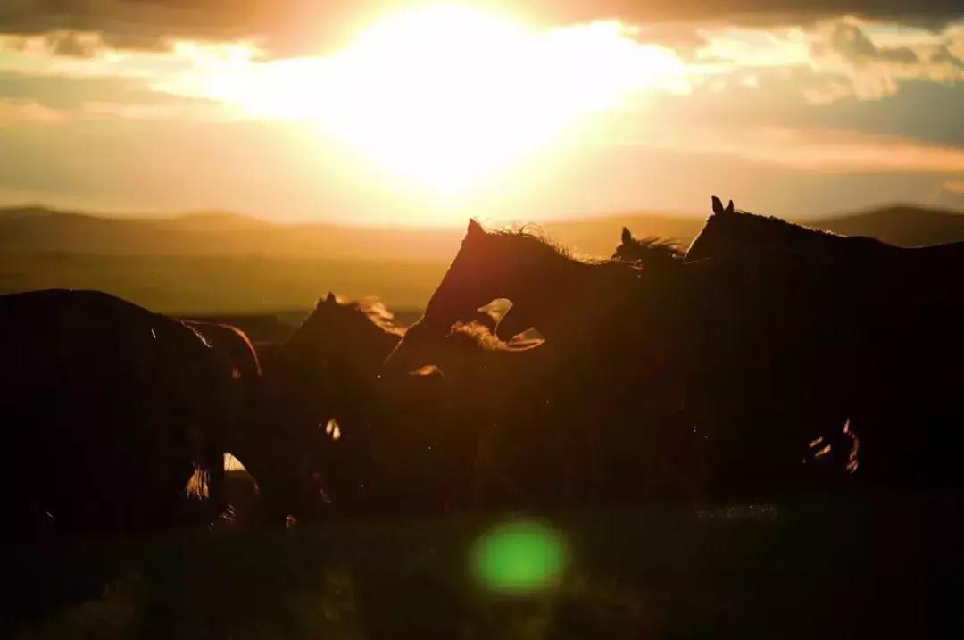呼伦贝尔陈巴尔虎草原游牧部落 (呼伦贝尔陈巴尔虎旗人多不多)