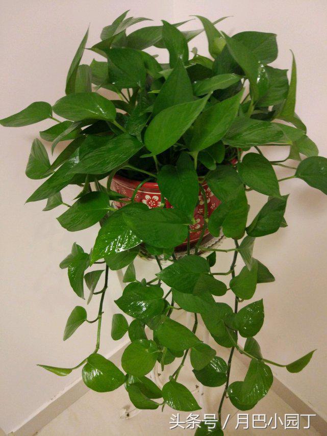 绿萝喂什么绿油油,绿萝的饲养方法及图片