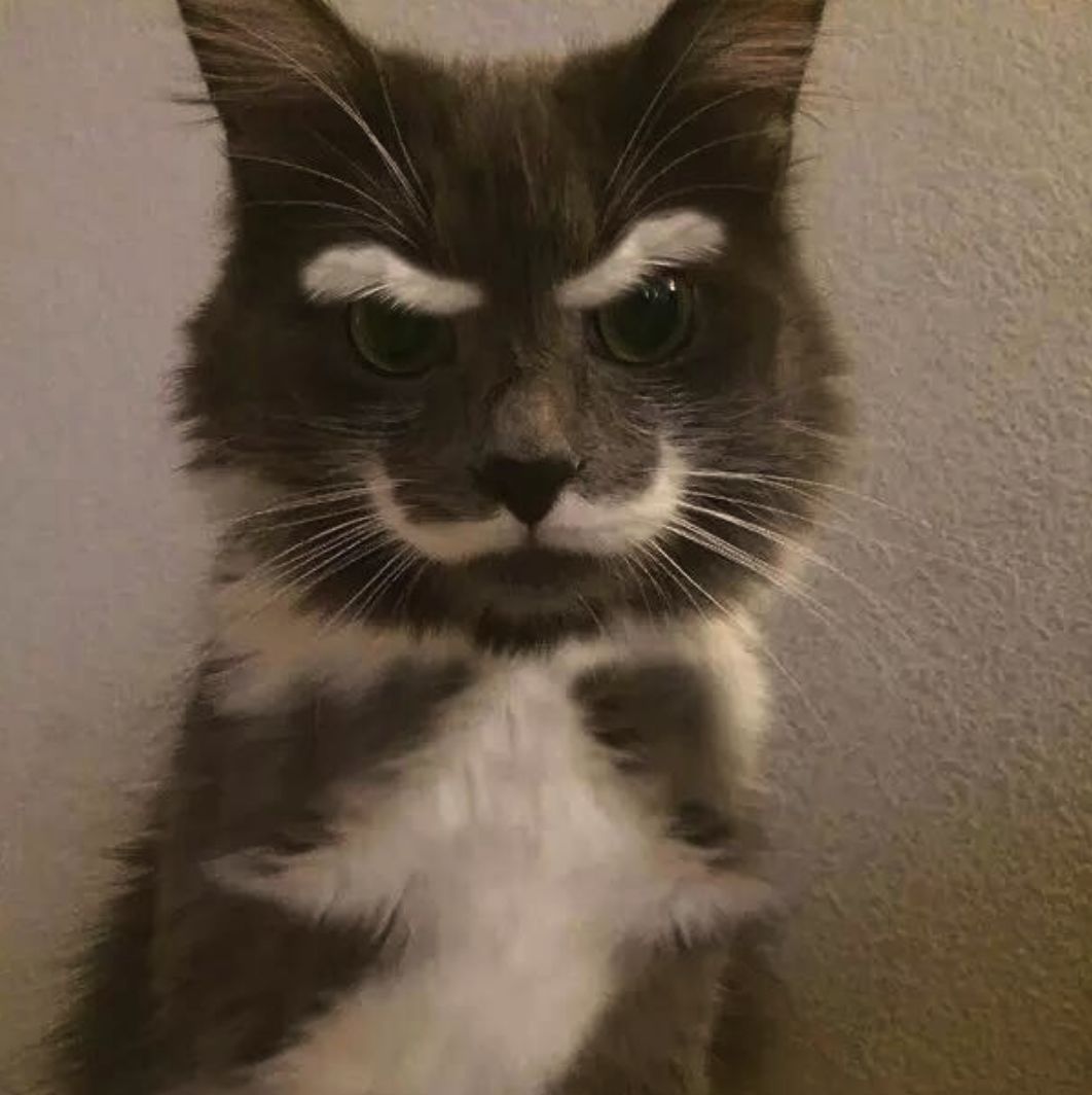 可爱小猫咪黑色胡子,可爱软萌小猫咪