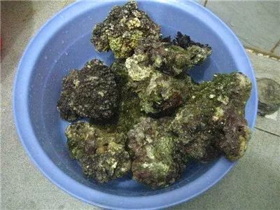 海缸降低硝酸盐的最佳方法,海缸去除硝酸盐