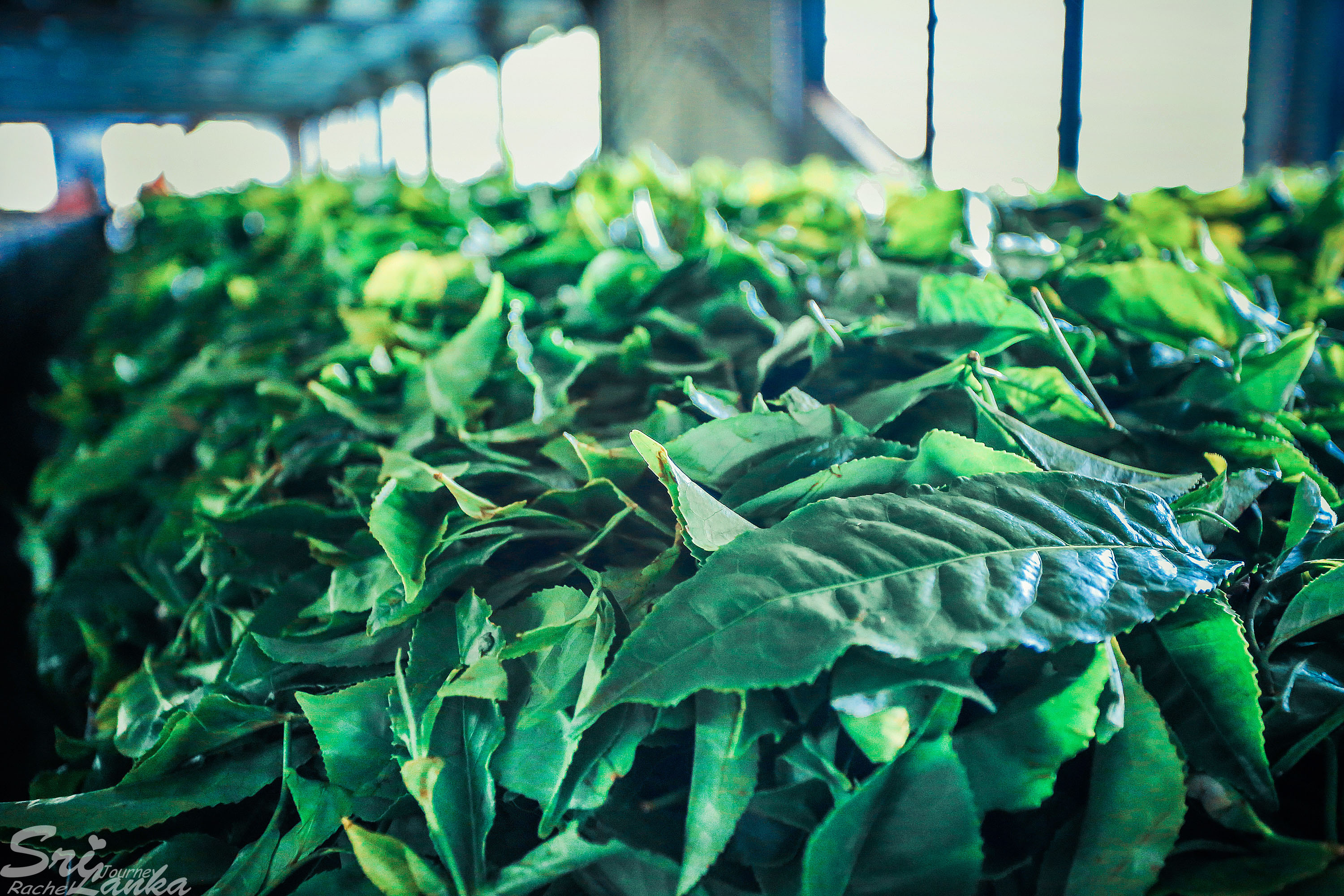 斯里兰卡中国游客,斯里兰卡参观茶厂