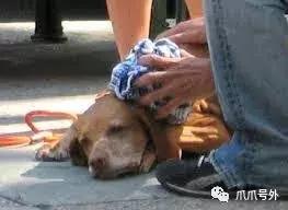 狗狗中暑该怎么拯救它,怎么看狗狗中暑