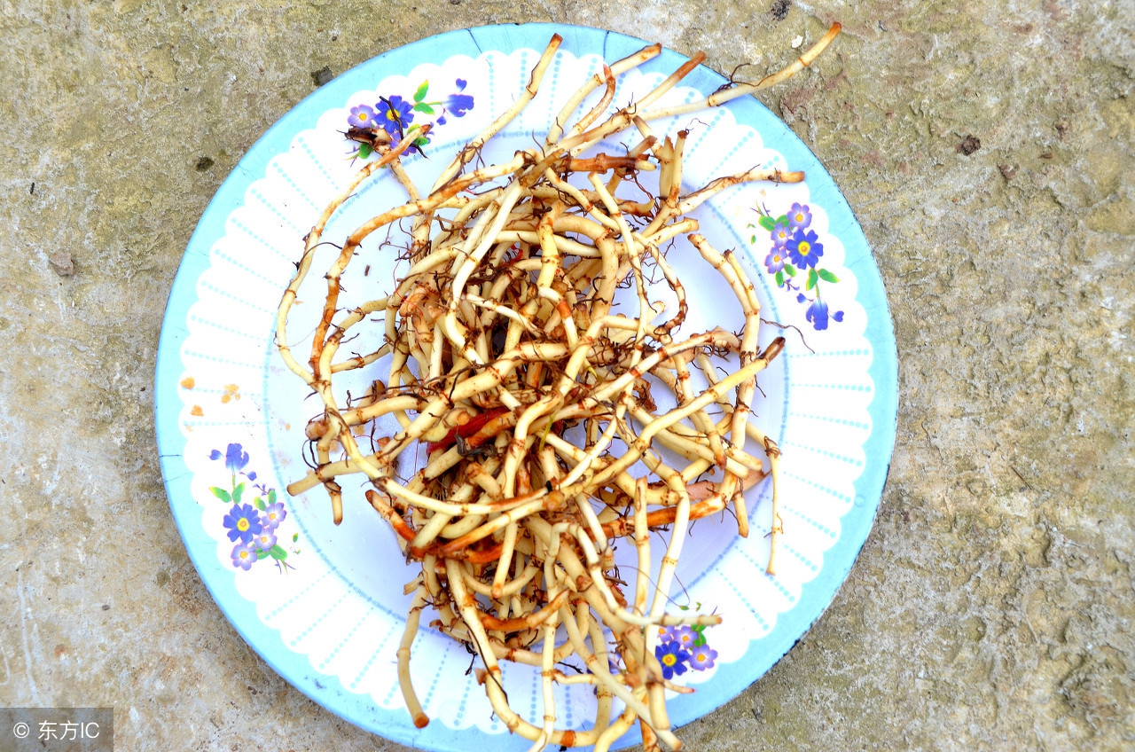 鱼腥草和蒲公英，谁的消炎功效大？