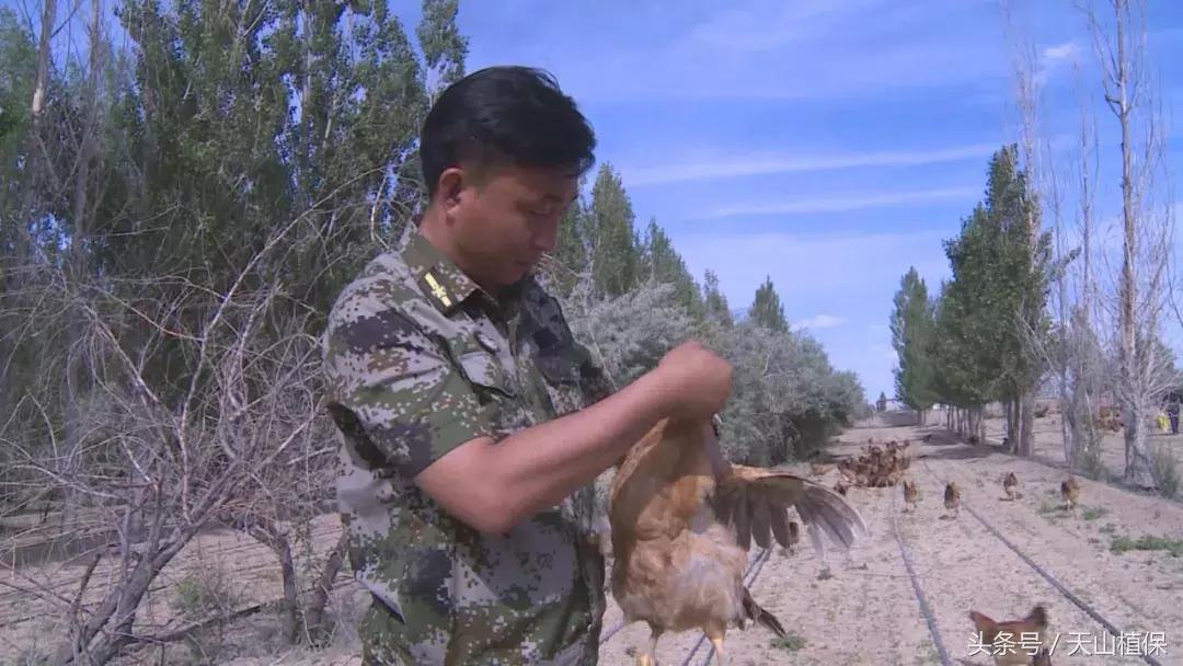 十师团场改革：富了职工活了企业
