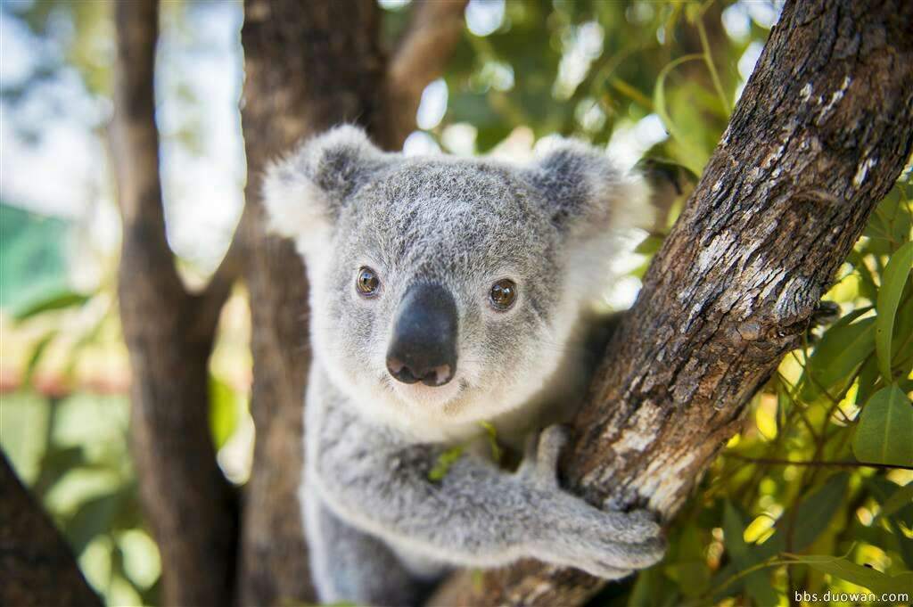 广州长隆野生动物世界之行,广州长隆野生动物世界游玩攻略图