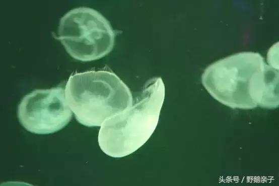 这个夏天去北京旅游好玩吗,夏天适合去的海底世界