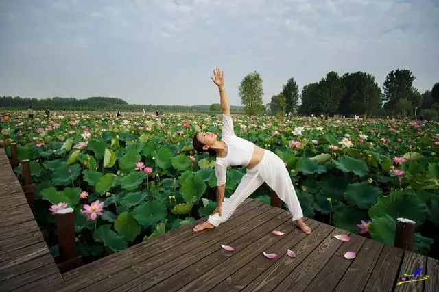 微山湖荷花丛中一群白衣美女舞动着柔软的腰肢