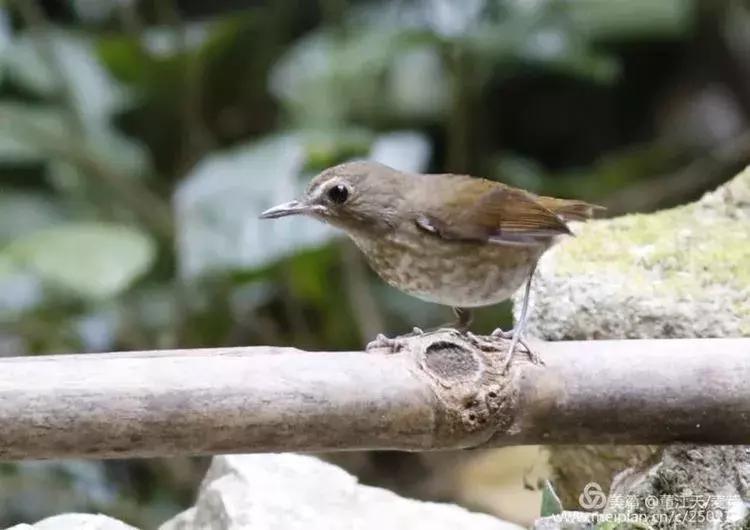 滇西拍鸟攻略,滇西观鸟的图片